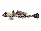 Illustration of Dragonet female (Callionymus lyra) (#3073)