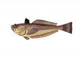 Illustration of Lesser Weever Fish (Echiichthys vipera) (#3076)