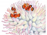 Illustration of Clownfish (Amphiprion ocellaris) (#3427)