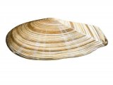 Illustration of Faroe sunset shell (Gari fervensis) (#1973)