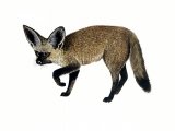 Illustration of Fox (Fennec) Vulpes zerda (#0555)