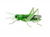 Illustration of Stripe-wing Grasshopper (Stenobothrus lineatus) (#2933)