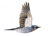 Illustration of Fieldfare in flight (Turdus pilaris) (#1200)