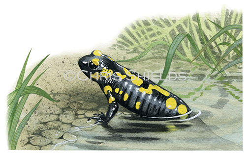 Illustration of Fire Salamander (Salamandra salamandra) (#0700)