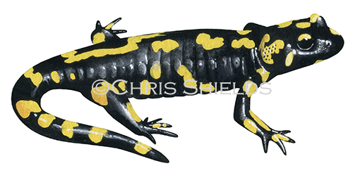 Illustration of Fire Salamander (Salamandra salamandra) (#4509)