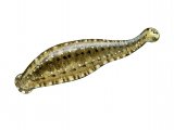 Illustration of Fish Leech (Hemiclepsis marginata) (#2275)