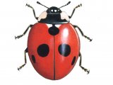 Illustration of Five-spot Ladybird (Coccinella 5-punctata) (#0497)