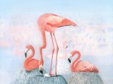 Illustration of Flamingo (American) Phoenicopterus ruber (#1099)