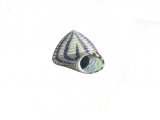 Illustration of Flat Top Shell (Gibbula unbilicalis) (#0809)