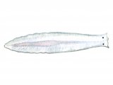 Illustration of Flatworm (Dendrocoeium) (#1537)