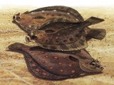 Illustration of Flatfish - Dab, Flounder, Plaice (Pleuronectidae) (#1104)