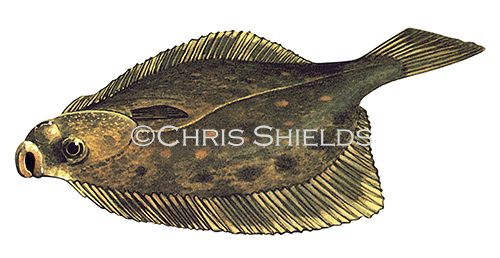 Illustration of Flounder (Pleuronectes limanda) (#1120)