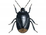 Illustration of Forget-me-not Shieldbug (Sehirus luctuosus) (#2523)