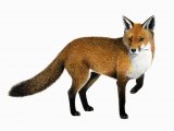 Illustration of Fox (red) Vulpes vulpes (#0257)