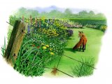 Illustration of Fox (red) Vulpes vulpes.jpg (#2976)