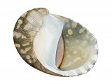 Illustration of Freshwater Nerite (Theodoxus fluviatilis ) (#2836)