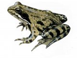 Illustration of Common Frog (Rana temporaria) (#0701)