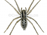 Illustration of Labyrinth Spider (Agalena labyrinthica) (#4269)
