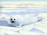 Illustration of Fur Seal Pup (Callorhinus ursinus) (#1403)