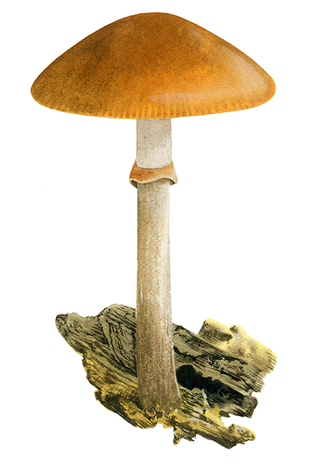 Illustration of Galerina marginata (Funeral Bell) (#4484)