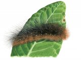 Illustration of Garden Tiger Moth Caterpillar (Arctia caja) (#2510)