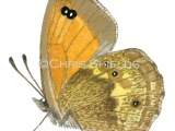Illustration of Gatekeeper (male) Pyronia tithonus (#0304)