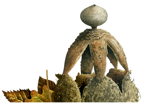 Illustration of Geastraceae fornicatum (Arched Earthstar) (#3460)