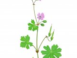 Illustration of Geranium rotundifolium (#2764)