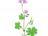 Illustration of Geranium (Doves-foot Cranes -bill) Geranium molle (#2272)