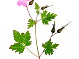 Illustration of Geranium robertianum (Herb Robert) (#2765)