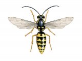 Illustration of German Wasp male (Vespula germanica) (#3156)