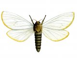 Illustration of Ghost Swift Moth (male) Hepialus humuli (#1314)