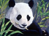 Illustration of Giant Panda (Ailuropoda melanoleuca) (#0567)
