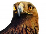 Illustration of Golden Eagle (Aquila chrysaetos) (#1331)