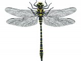 Illustration of Golden-ringed Dragonfly (Cordulegaster boltonii) (#2055)