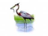 Illustration of Goliath Heron (Ardea goliath)  (#0890)
