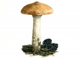 Illustration of Gomphidius maculatus (Larch Spike) (#1986)
