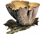 Illustration of Gomphus clavatus (Pigs Ear) (#3493)