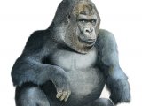Illustration of Gorilla, Gorilla (Gorilla beringei beringei) (#3364)
