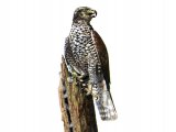 Illustration of Goshawk (Accipiter gentilis) (#0541)