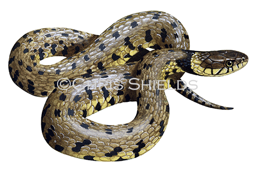 Illustration of Grass Snake (Natrix natrix) (#1579)