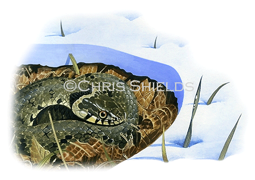 Illustration of Grass Snake ( Natrix natrix) (#2725)