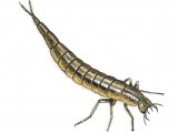 Illustration of Great Diving Beetle Larvae (Dytiscus marginalis) (#3435)