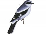 Illustration of Great Grey Shrike (#3244)
