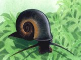 Illustration of Great Ramshorn Snail (Planorbis planorbis) (#1554)