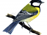 Illustration of Great Tit (Parus major) (#3187)