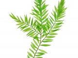 Illustration of Great Water Moss (Fontinalis antipyretica) (#2808)