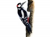 Illustration of Great Spotted Woodpecker (Dendrocopos major) (#1162)