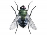 Illustration of Greenbottle Fly (Dasyphora cyanella) (#3307)