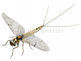 Illustration of Green Drake Mayfly (Ephemera dancia) (#4651)
